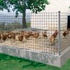 Malla gallinera avinet 36 1x200m negra